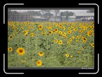 IMG_2565 * 850 x 608 * (242KB)