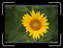 IMG_2574 * 850 x 608 * (231KB)