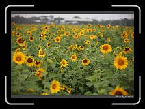 IMG_2580 * 850 x 608 * (242KB)