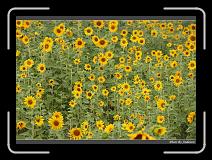 IMG_2603 * 850 x 608 * (245KB)