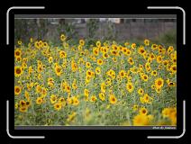 IMG_2613 * 850 x 608 * (239KB)
