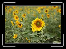 IMG_2622 * 850 x 608 * (247KB)