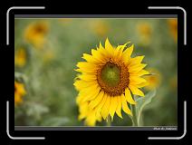 IMG_2623 * 850 x 608 * (240KB)
