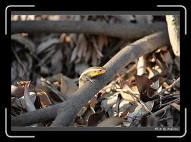 IMG_3275 * 850 x 608 * (240KB)