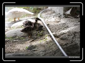 IMG_3528 * 850 x 608 * (249KB)