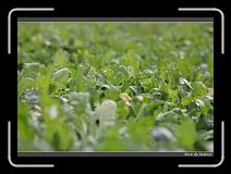 IMG_3889 * 850 x 608 * (231KB)