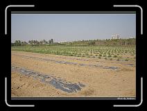 IMG_6640 * 850 x 608 * (245KB)