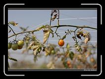 IMG_6651 * 850 x 608 * (242KB)