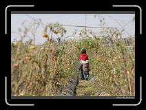 IMG_6653 * 850 x 608 * (242KB)