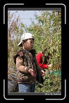 IMG_6655 * 566 x 910 * (245KB)