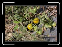 IMG_6659 * 850 x 608 * (240KB)