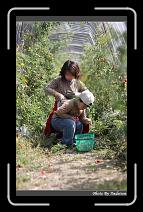 IMG_6717 * 566 x 910 * (250KB)