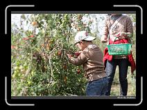 IMG_6784 * 850 x 608 * (239KB)