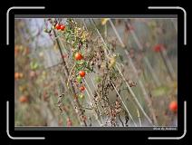 IMG_6809 * 850 x 608 * (223KB)