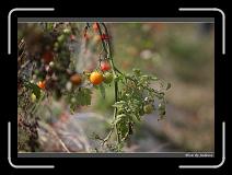 IMG_6843 * 850 x 608 * (247KB)