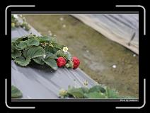 IMG_7575 * 850 x 608 * (240KB)