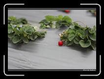 IMG_7591 * 850 x 608 * (216KB)