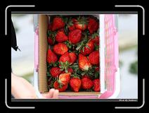 IMG_7617 * 850 x 608 * (242KB)
