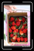 IMG_7618 * 566 x 910 * (234KB)