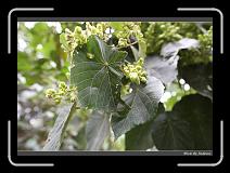 IMG_8657 * 850 x 608 * (234KB)