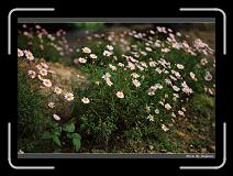 IMG_0081 * 850 x 608 * (240KB)
