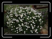 IMG_0098 * 850 x 608 * (242KB)