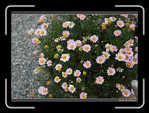 IMG_0151 * 850 x 608 * (250KB)