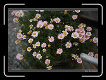 IMG_0153 * 850 x 608 * (247KB)