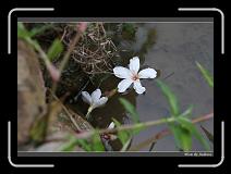 IMG_0172 * 850 x 608 * (227KB)