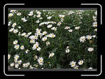 IMG_0184 * 850 x 608 * (248KB)