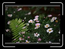 IMG_0251 * 850 x 608 * (233KB)