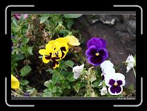 IMG_0534 * 850 x 608 * (231KB)