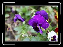 IMG_0535 * 850 x 608 * (226KB)