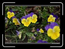 IMG_0538 * 850 x 608 * (222KB)