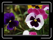 IMG_0542 * 850 x 608 * (239KB)