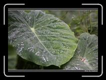 IMG_0987 * 850 x 608 * (229KB)