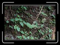 IMG_1066 * 850 x 608 * (244KB)