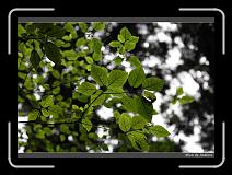 IMG_1067 * 850 x 608 * (234KB)