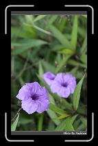 DSC00076 * 565 x 910 * (244KB)