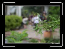 IMG_1381 * 850 x 608 * (220KB)