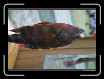 DSC00691 * 850 x 607 * (229KB)