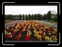 IMG_3003 * 850 x 608 * (245KB)