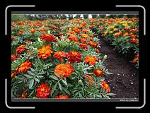 IMG_3005 * 850 x 608 * (249KB)
