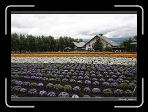 IMG_3014 * 850 x 608 * (247KB)