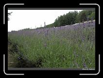 IMG_3019 * 850 x 608 * (242KB)