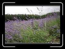 IMG_3061 * 850 x 608 * (234KB)
