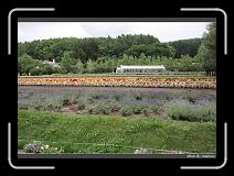 IMG_3147 * 850 x 608 * (244KB)