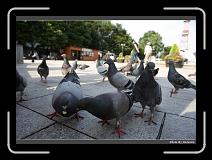 IMG_3316 * 900 x 644 * (300KB)