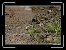 IMG_3990 * 850 x 608 * (250KB)