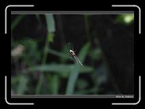 IMG_4001 * 850 x 608 * (181KB)